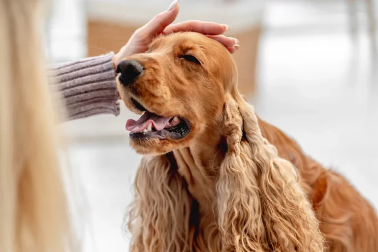 Smart Pet Hair Drying Box 11 1 | Eluminar