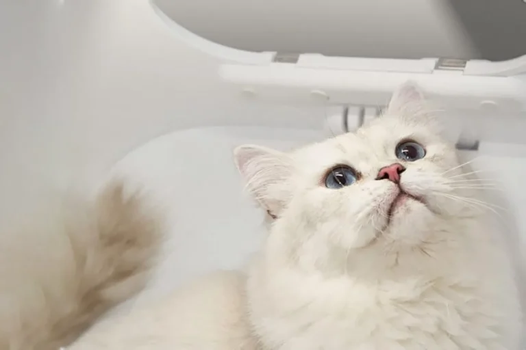 Smart Pet Hair Drying Box 7 1 | Eluminar