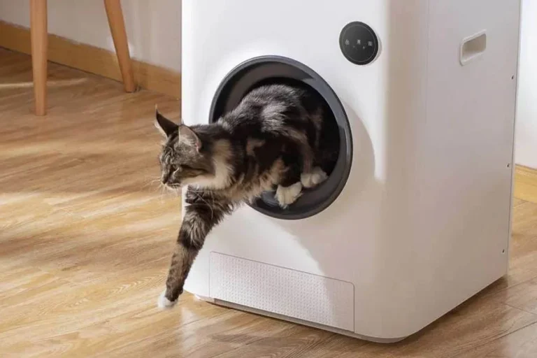 cat sandbox automatic collector cat litter 21 2 | Eluminar